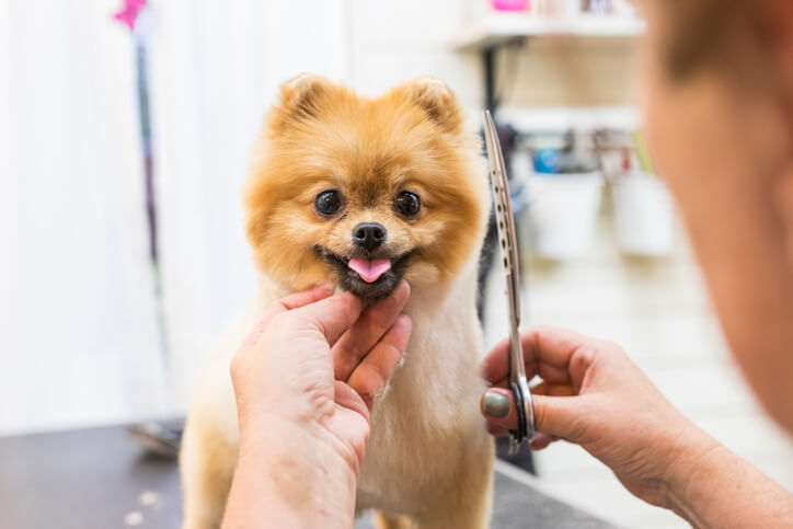 How long does it take to groom a dog?
