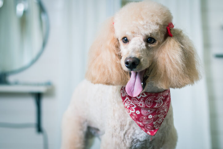 Dog grooming a poodle