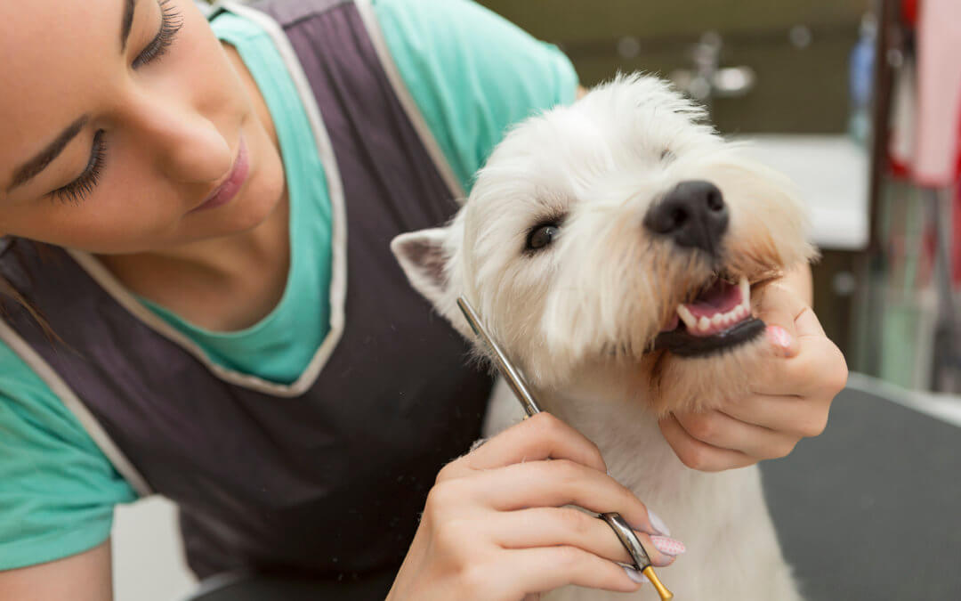 What is included in a dog grooming?