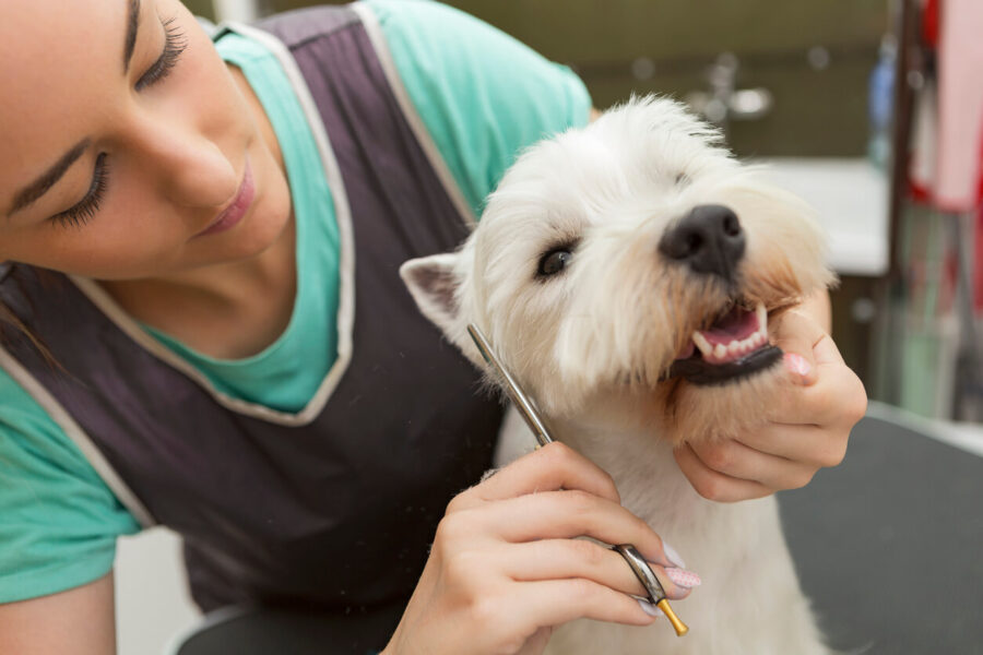 West highland white terrier getting new haircut