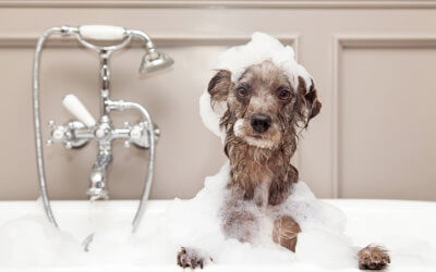 Should you bathe the dog before grooming?
