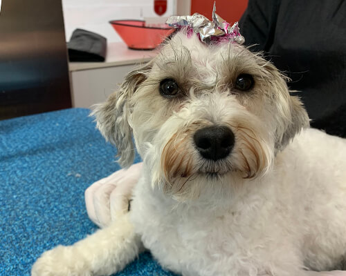 What is included in a dog grooming? - Pawfect Spa