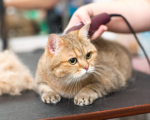 Cat-Salon