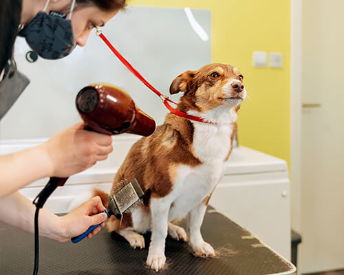 Pawfect Spa Dog Salon