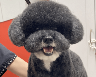 Dog Salon