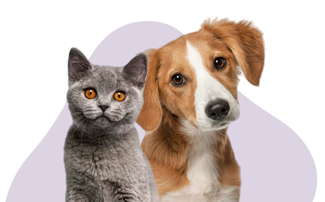 Cat and Dog Pawfect SPA
