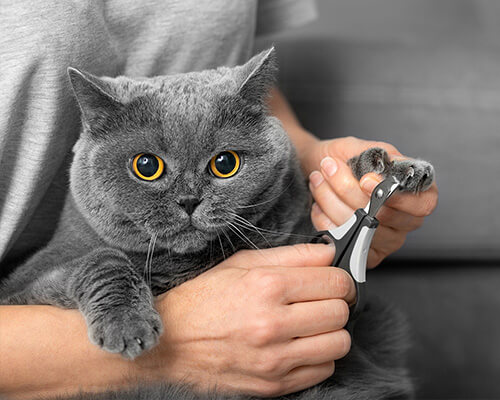 Cat Nail Maintenance