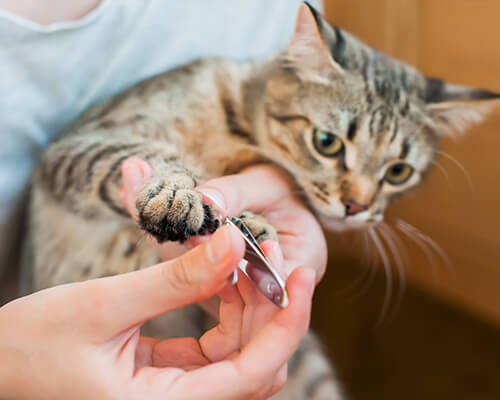 Cat Nail Trimming