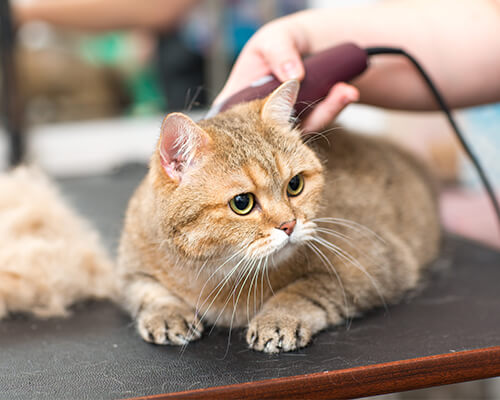 Cat Salon