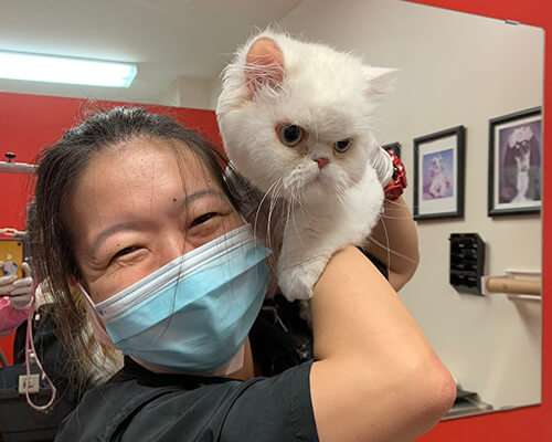 Cat Grooming