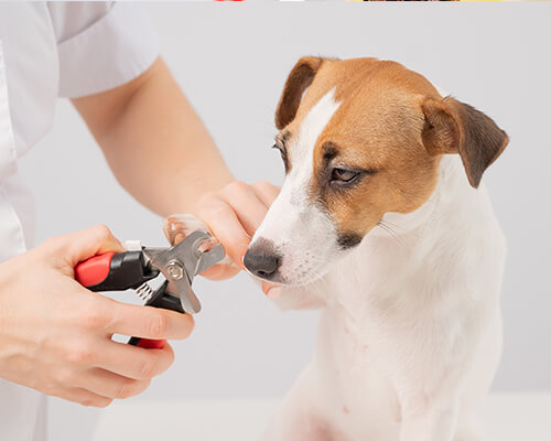 Dog Nail Trimming