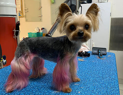 Dog Salon