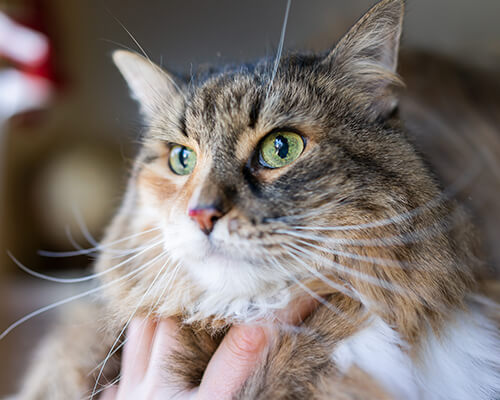 Lion Cuts for Cats