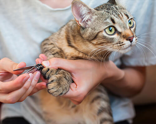 NAIL TRIMMING