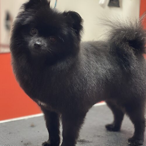 Pawfect Spa Dog Salon