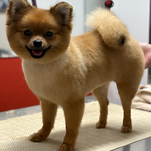 Pawfect Spa Dog Salon