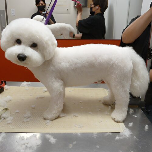 Pawfect Spa Dog Salon
