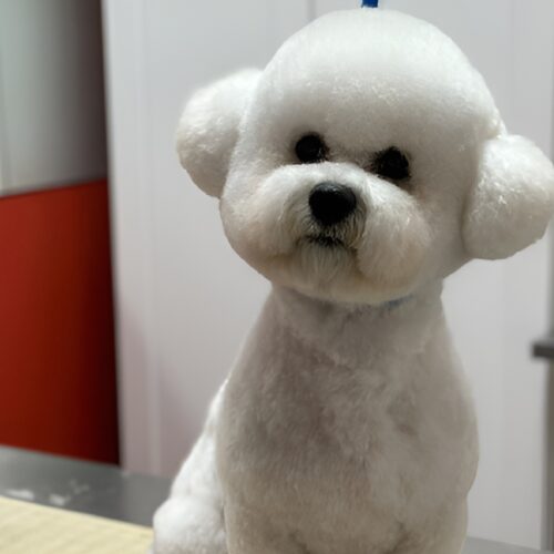 Pawfect Spa Dog Salon