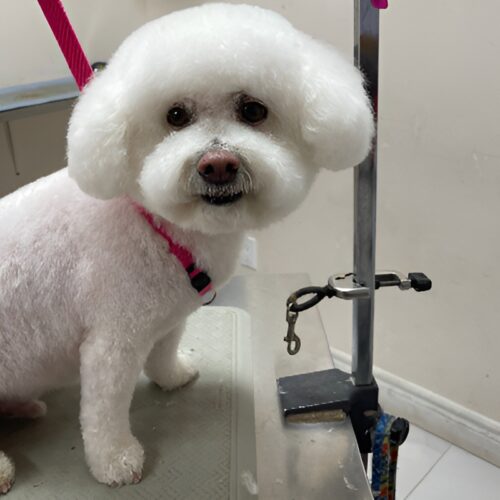 Pawfect Spa Dog Salon