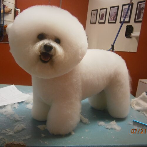 Pawfect Spa Dog Salon