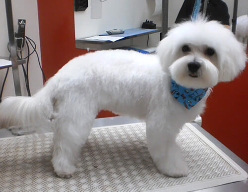 Dog Grooming