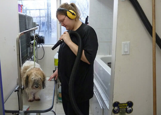 Pawfect SPA Services