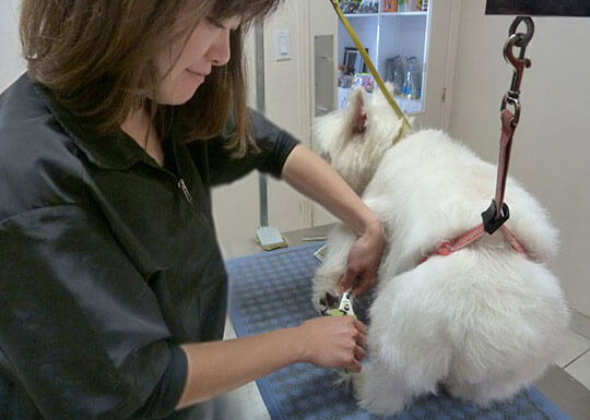 Services Pawfect SPA