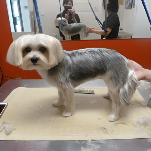 Pawfect Spa Dog Salon