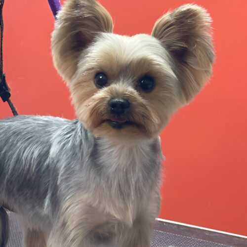 Pawfect Spa Dog Salon