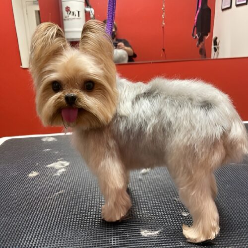 Pawfect Spa Dog Salon