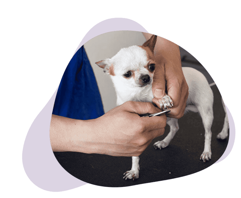 Dog-Nail-Trimming TORONTO