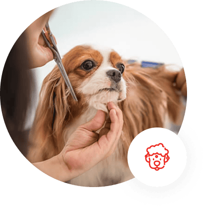 Pawfect SPA Dog Salon