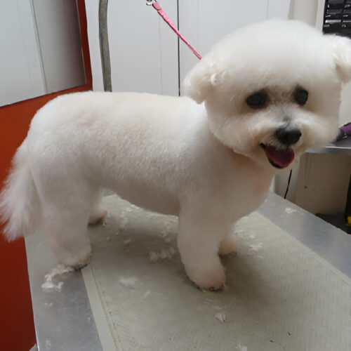 Pawfect Spa Dog Salon
