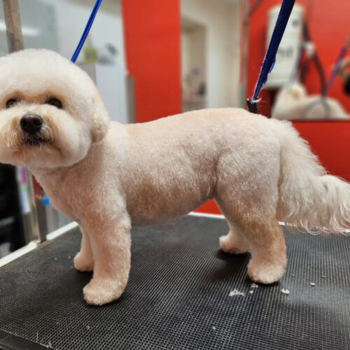 Pawfect Spa Dog Salon