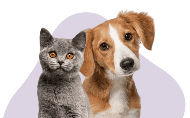 Cat and Dog Pawfect SPA