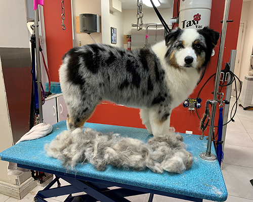 Dog Shedless