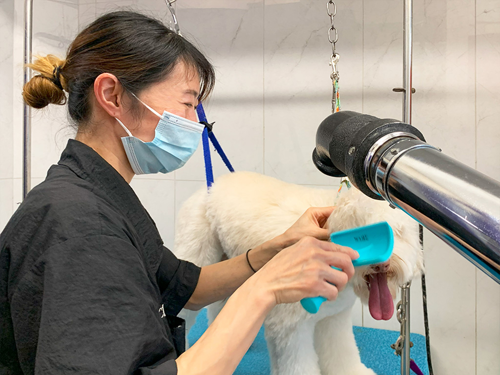 Dog Grooming Services