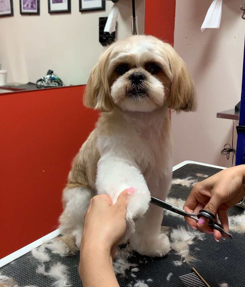Pet Grooming