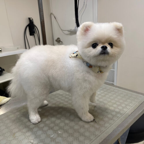 Pawfect Spa Dog Salon
