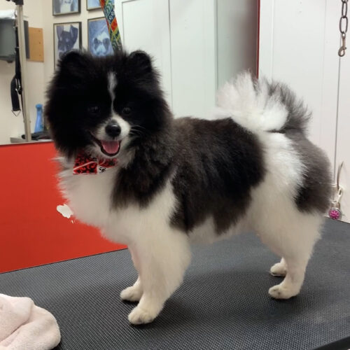 Pawfect Spa Dog Salon