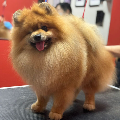 Pawfect Spa Dog Salon