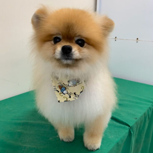 Pawfect Spa Dog Salon