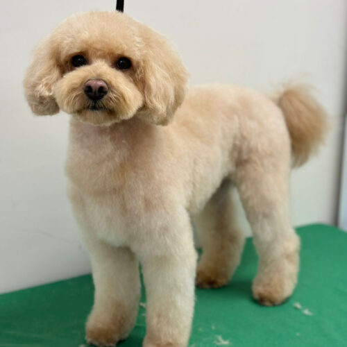 Pawfect Spa Dog Salon