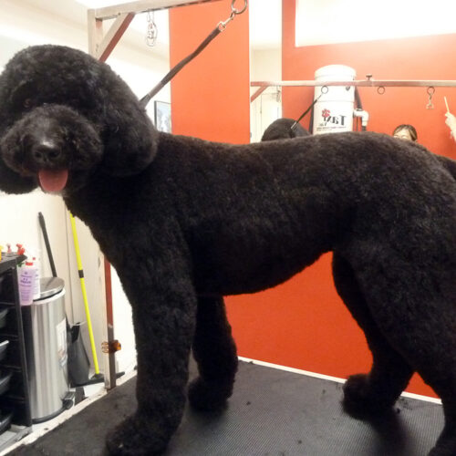 Pawfect Spa Dog Salon