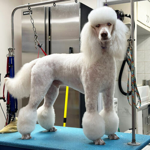 Pawfect Spa Dog Salon