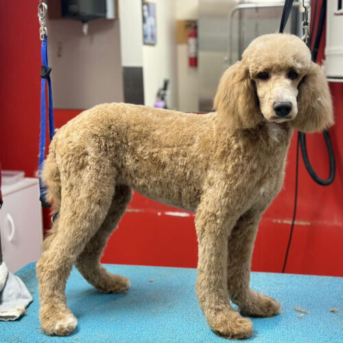 Pawfect Spa Dog Salon