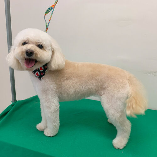 Pawfect Spa Dog Salon