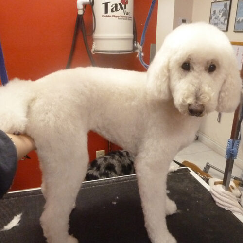 Pawfect Spa Dog Salon