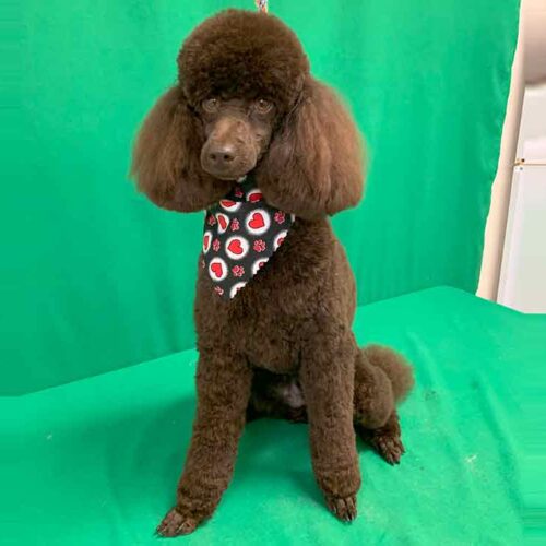 Pawfect Spa Dog Salon