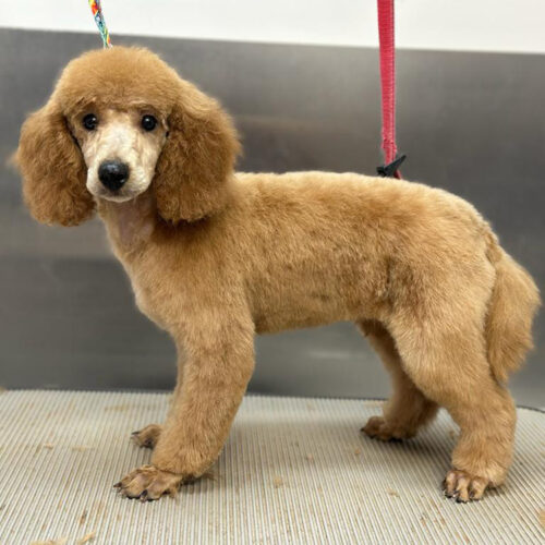Pawfect Spa Dog Salon